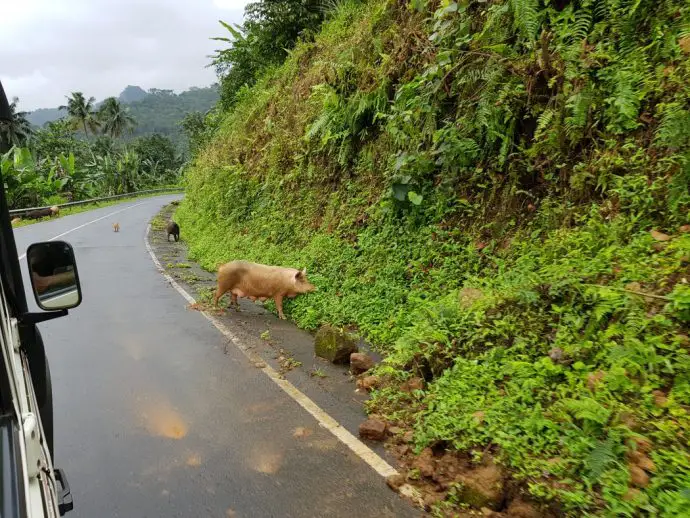Sao Tome day trip - Pigs on the road in Sao Tome