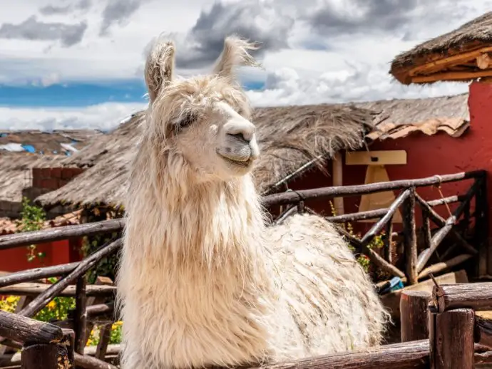 Llama in Chinchero, Peru