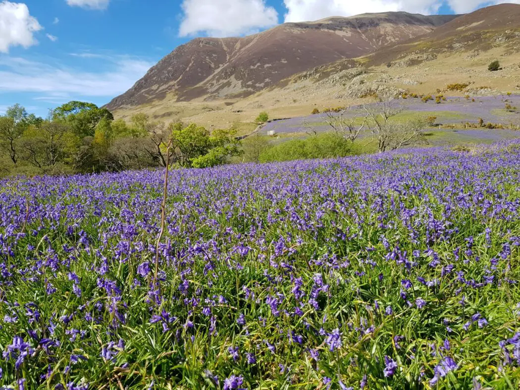 Bluebells on mountainside in Rannerdale