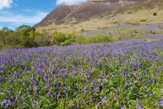 Bluebells on mountainside in Rannerdale