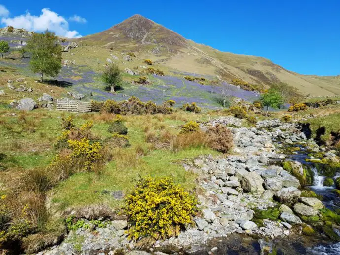 Rannerdale bluebells at the base of Whiteless Pike