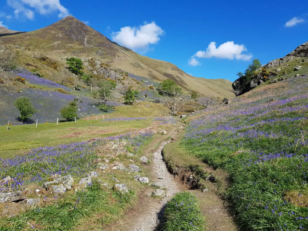 Rannerdale bluebells near Crummock Water