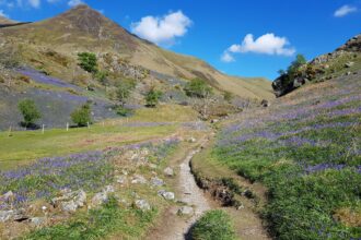 Rannerdale bluebells near Crummock Water