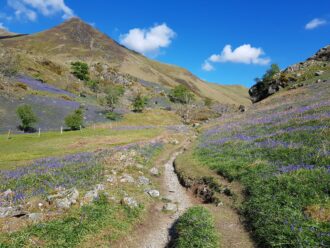 Rannerdale bluebells near Crummock Water