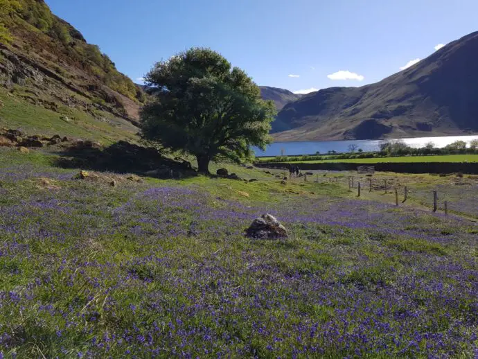 Rannerdale bluebells with Crummock Water as a backdrop