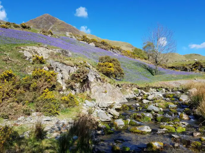 Rannerdell bluebells blooming in the valley