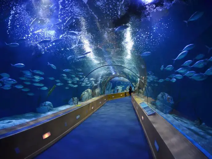 Shark tunnel in Oceanografic in Valencia