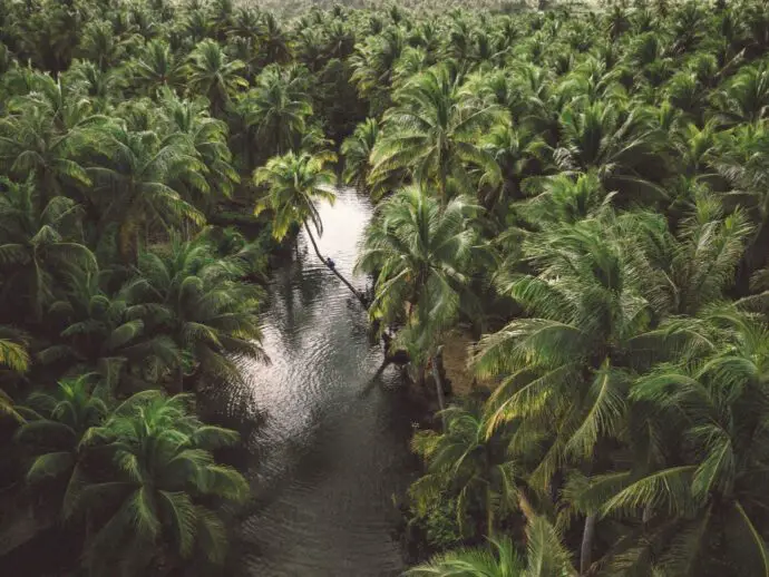 Palm trees in Siargao, Philippines