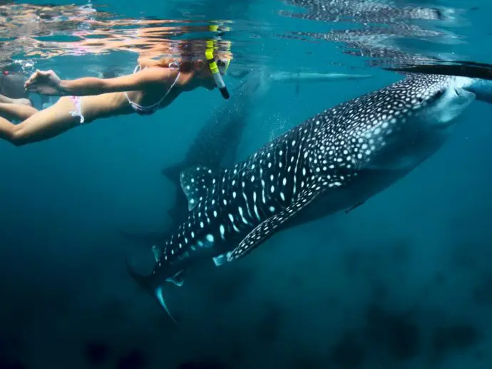 Snorkelling with whale sharks in the Philippines