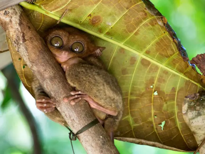 Tarsier on Bohol Island in the Philippines