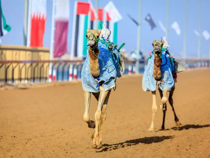 Camel racing in Dubai