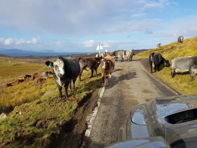 Cows on the road in Ardnamurchan Scotland