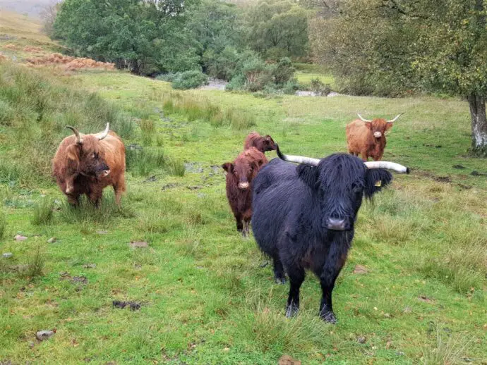 Highland cows in Ardgour in the West Highland Peninsulas