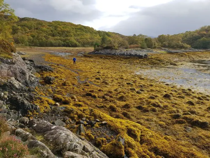 Exploring Loch Sunart at low tide on the West Highland Peninsulas