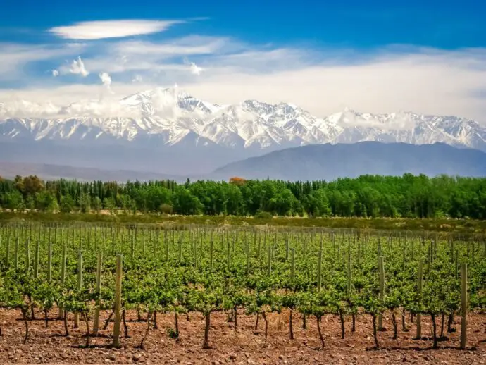 Vineyards in Mendoza, Argentina