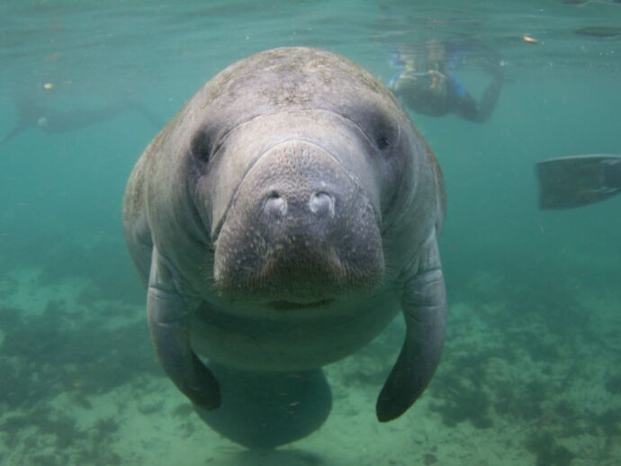 Florida manatee