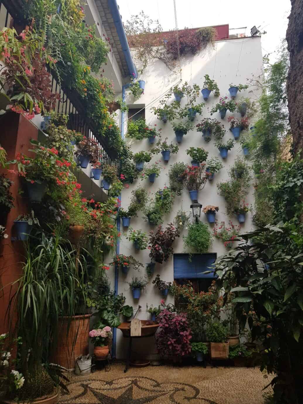 Cordoba Patios Festival - wall of plants at 2 Martin de Roa 