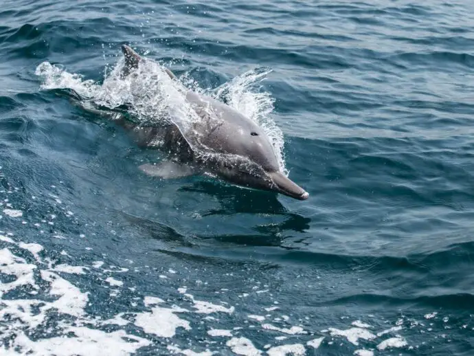 Dolphin in Musandam, Oman