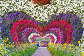 Miracle Garden in Dubai