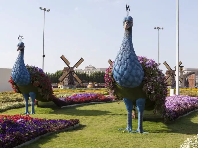 Peacocks in Dubai Miracle Garden