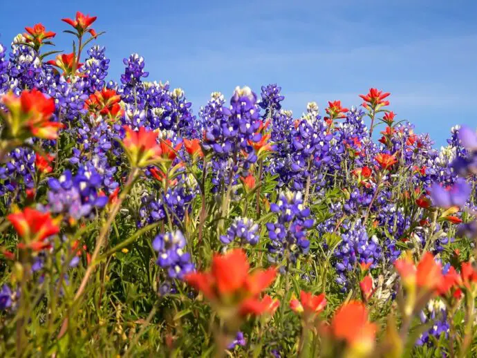 Wild flowers