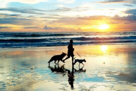 Dogs on the beach