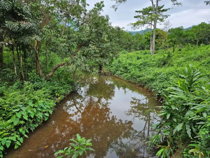 Lush forest at My Son Sanctuary in Vietnam