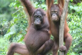 Orang utan in Borneo
