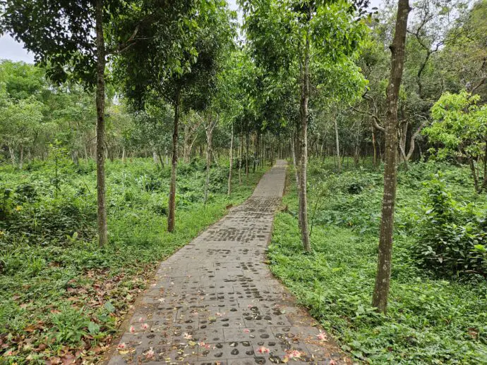 Path leading through forest