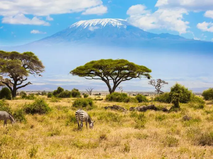 Grassy savannah with 2 zebras and a snow-capped mountain in the distance
