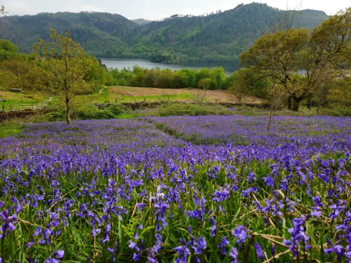Bluebells at Thirlmere in the Lake District