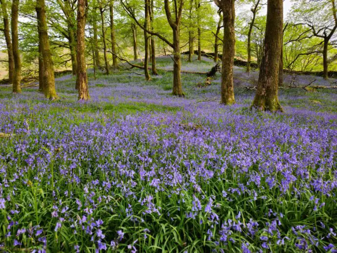 White Moss bluebells in the Lake District