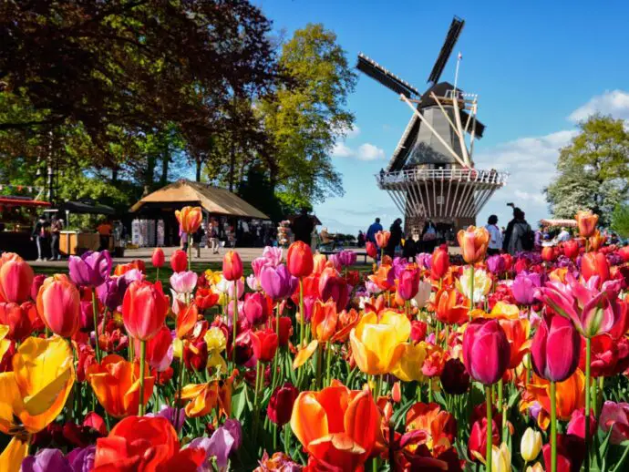 Tulips at Keukenhof in Amsterdam